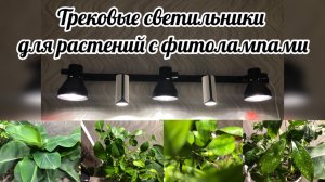 Трековые светильники для растений с фитолампами