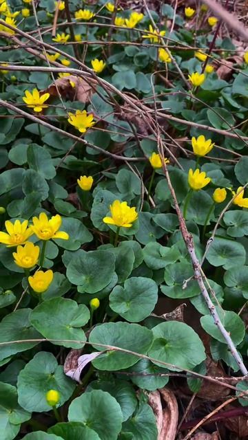 В лесу цветочки 🥰❤️ #весна #март #цветы #природа