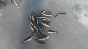 Рыбалка в Дубках. Финский залив. Зимняя рыбалка 11.03.2026.