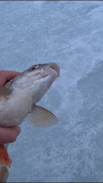 Трофейная плотва на блесну! Зимняя рыбалка! #рыбалка #ловлярыбы #зимняярыбалка #плотва #крупнаярыба