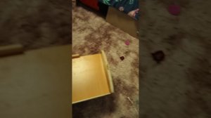 VID_20260327_174824.mp4