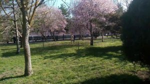 Цветение сакуры в Анапе