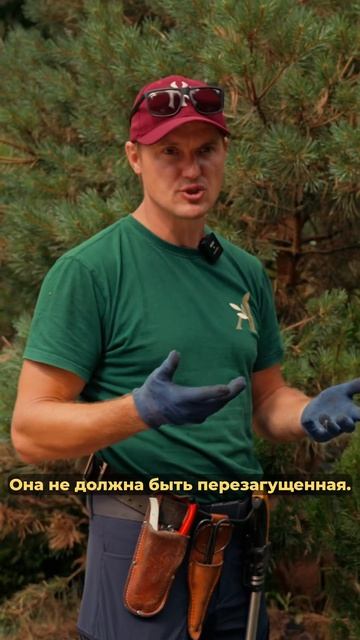 Одних_ножниц_мало_для_обрезки_сосна_дача_природа_сад_ни