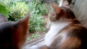 Из архива видео с кошками на даче
