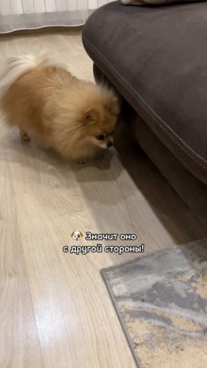 Что я прячу от Баси под диваном?