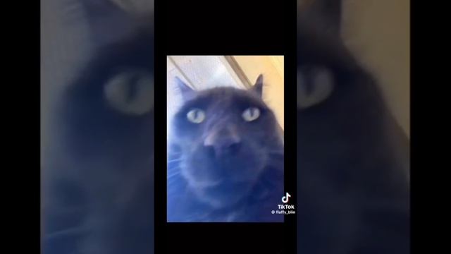 сборник видио(видио не мои)