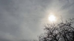 27.03.2026г Тетеревятник Лютует!!!