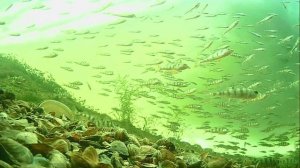 1000012490.mp4Волга гл.2м.27.03.2026г.