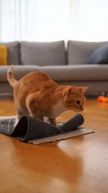 Ковровый серфер #cat #веселыекоты #funnycats #красиваякошка #видосыоткота #видосыоткота #funny