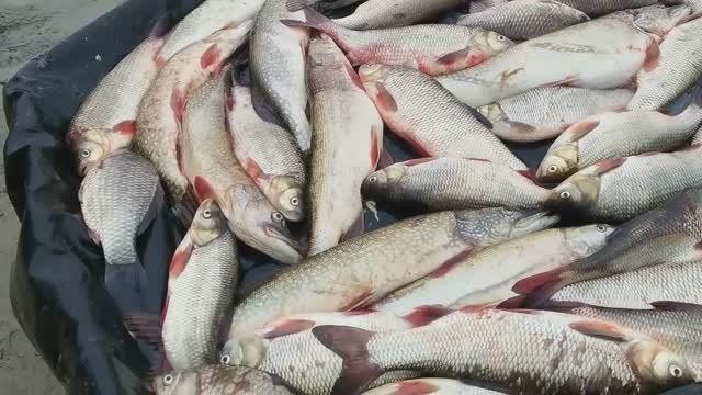 СУРОВАЯ РЫБЫЛКА СПЛАВНОЙ СЕТЬЮ