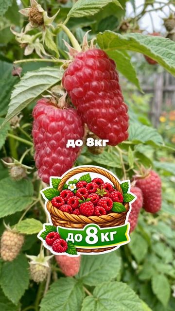 2 СОРТА МАЛИНЫ С ГИГАНТСКИМИ ЯГОДАМИ — КАКОЙ ВЫБРАТЬ?