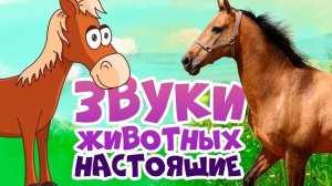 ЗВУКИ ЖИВОТНЫХ для самых маленьких - развивающие мультики для детей - как говорят животные