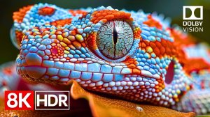 Яркость HDR нового поколения — тест OLED-экрана 8K Dolby Vision 120 кадров в секунду