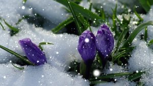 Футаж. Весеннее настроение 7