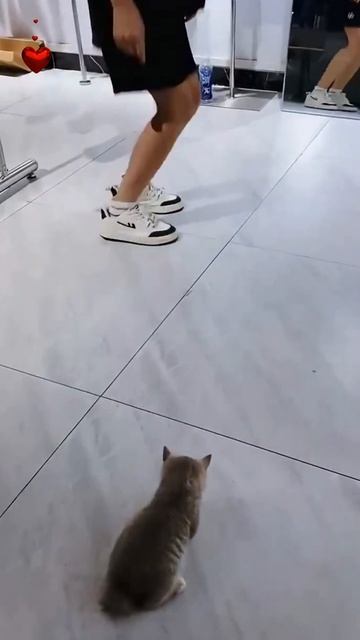 Очки сними.😻Веселые котики. Коты хулиганы! Невероятные трюки! #кот #хулиган #трюк #смех #short