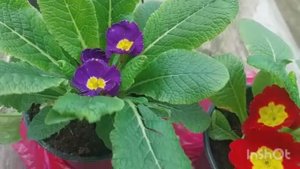 Пересадка сальвии / Пилю брус для теплицы / Посадила примулу и маргаритки на даче /