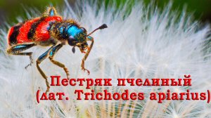 Пестряк пчелиный, или пчеложук обыкновенный (лат. Trichodes apiarius)