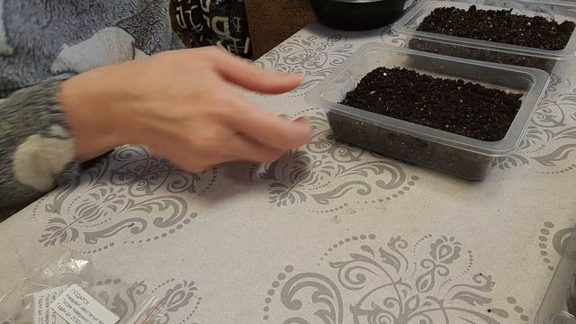 Посев на рассаду петунии, амаранта и колокольчика многолетнего (27.03.2026 г)