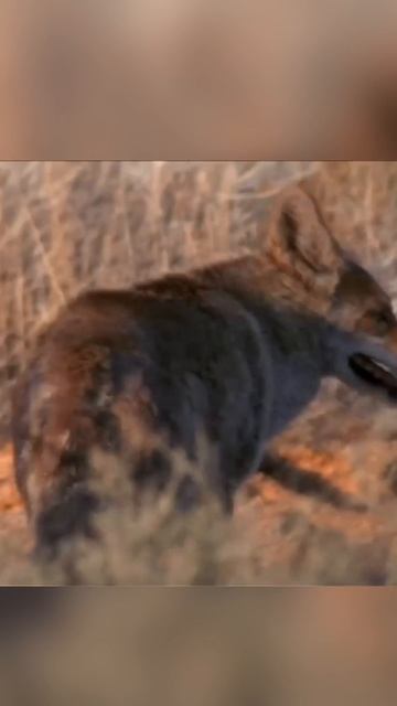 Одна из самых странных защит в природе 🦎