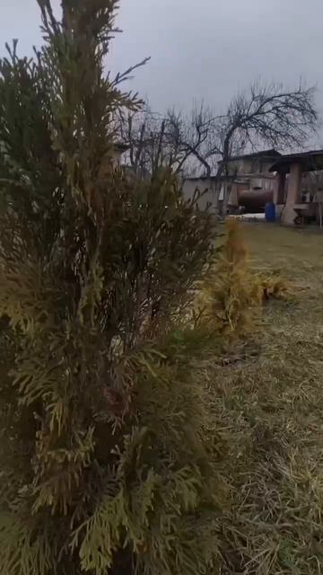 Черная хвоя на туях смарагд 🥲