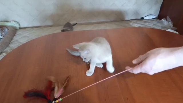 Активация помета