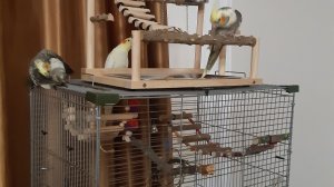 Владимир Высоцкий — Про попугая