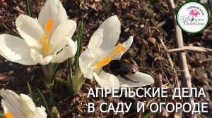 САДОВО-ОГОРОДНЫЕ ДЕЛА В АПРЕЛЕ