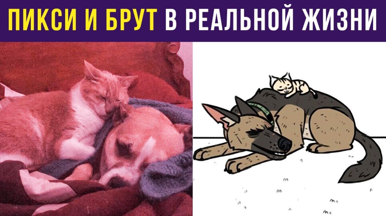 Пикси и Брут в реальной жизни) Приколы с собаками