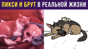 Пикси и Брут в реальной жизни) Приколы с собаками