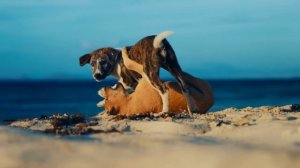 TF   DREAMS OF PHILIPPINES - A CINEMATIC JOURNEY