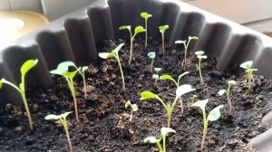 Удивительные растения. Редиска на окне взошла. Выращивание на подоконнике. Самая ранняя редиска. Да!