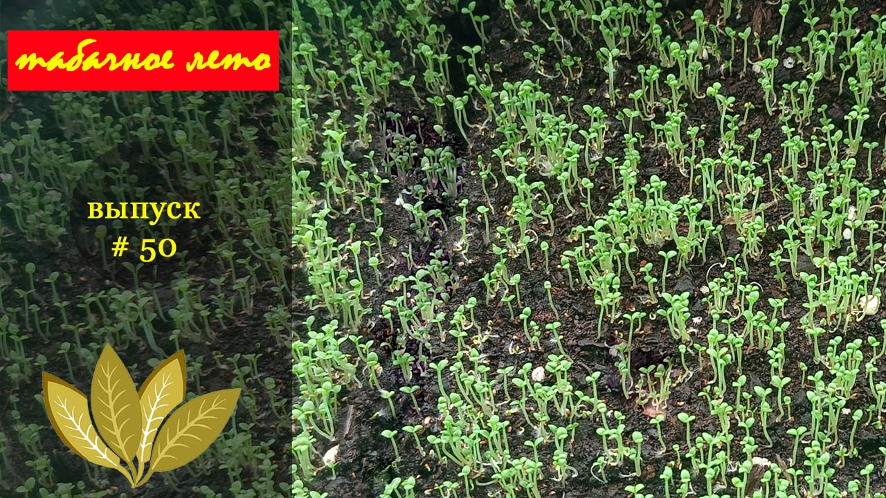 Выпуск#50. Открытие сезона 2026