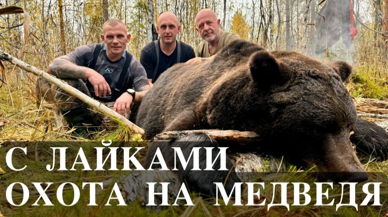 КРУПНЫЙ МЕДВЕДЬ. Охота на медведя с лайками.