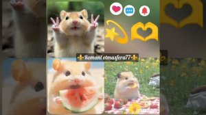 👑🐹Новая песня🐹 👑⚜️ 2026⚜️ Для настроения 🫶 ашунэнти пэ зорэс 🎵🎤💫 Не забудьте подписаться ❤️