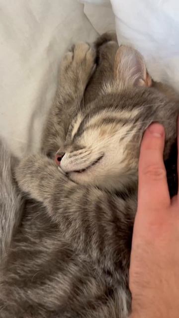 Мило спящий котик 😺🐱