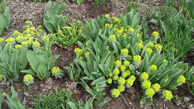 Неприхотливый многолетник! Молочай Миртолистный.