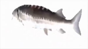 Рыба крутиться под музыку 1 минута 40 секунд