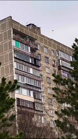 Зеленая лазерная указка 1000 мВт для отпугивания птиц