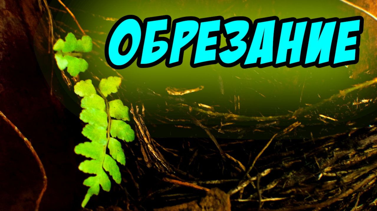 Об обрезании - Василий Савич. Христианские проповеди