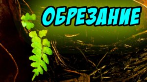 Об обрезании - Василий Савич. Христианские проповеди
