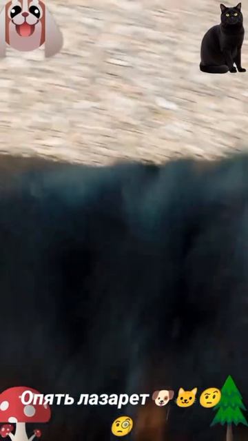 Снова лазарет🐶 🐱😔