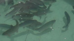 На акваферме в Выгоничском районе появится цех переработки