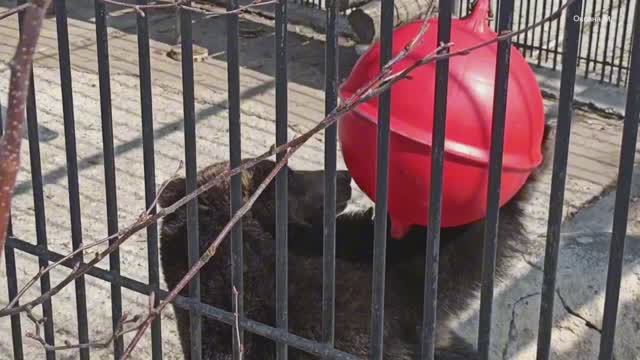 Медведь проснулся и шумит. Южно-Сахалинский зоопарк.mp4