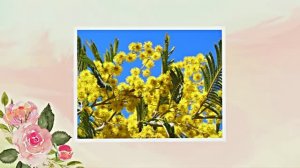 Весна! Мимозы для моей очаровательной ЗАНОЗЫ 1! Киностудия Мудрого Кота Тимофея!