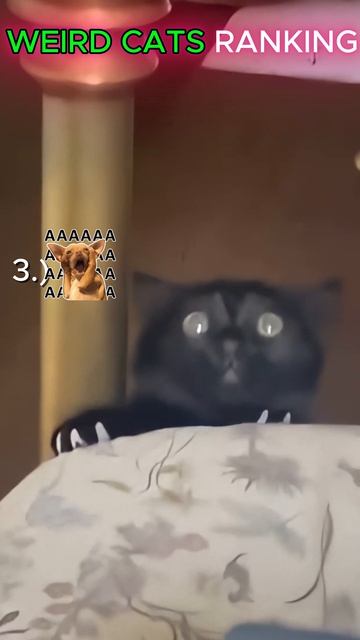 коты слишком странные