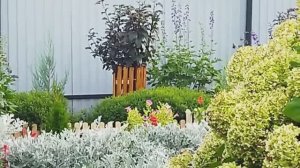 Пузыреплодник немного сформировала.