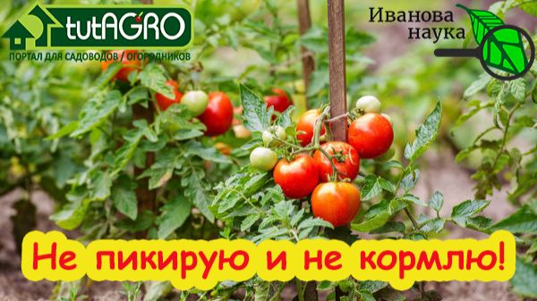 РАССАДА ДЛЯ ЛЕНИВЫХ: без стаканов, подкормок и пикировки. И БЕЗ ХЛОПОТ! Попробуйте этот способ.