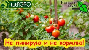 РАССАДА ДЛЯ ЛЕНИВЫХ: без стаканов, подкормок и пикировки. И БЕЗ ХЛОПОТ! Попробуйте этот способ.