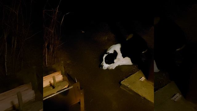 Алабай Балу в ожидании.