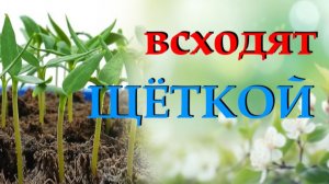 В чём секрет дружных всходов рассады и правильной пересадки